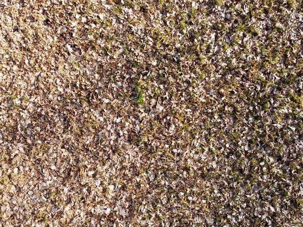 Organic Mineral Structure Plants Soil Containing Humus Detail — Stock Photo, Image