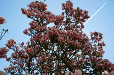Nisan ayında Bavyera 'da Magnolia ağacı çiçek açarken fotoğraflandı                       