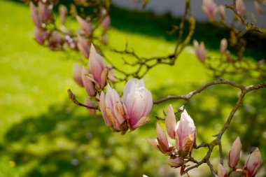 Nisan ayında Bavyera 'da Magnolia ağacı çiçek açarken fotoğraflandı                       