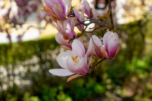 Magnolia Tree Full Bloom Photographed April Bavaria — Stock Photo, Image