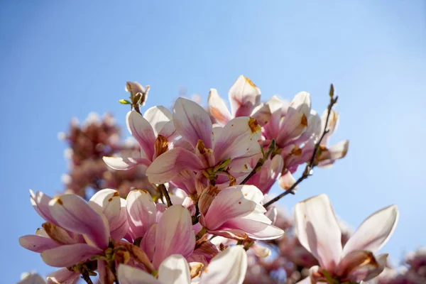 Magnolia Árbol Plena Floración Fotografiado Abril Baviera — Foto de Stock