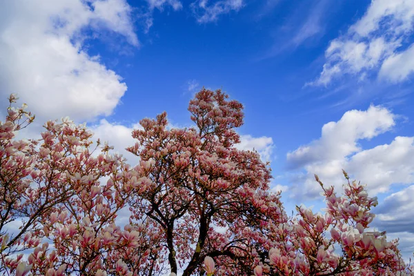 Magnolia Árbol Plena Floración Fotografiado Abril Baviera — Foto de Stock