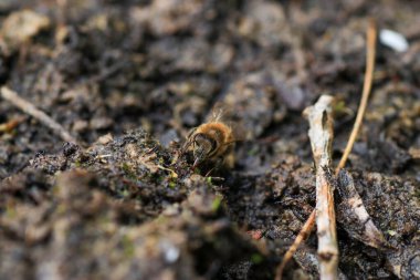 Bir böcek oteli çeşitli malzemelerden kolayca yapılabilir ve böcekleri izlemede çok iyidir.                         