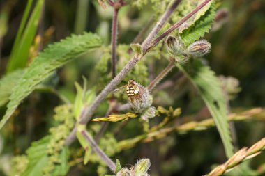 Bir böcek oteli çeşitli malzemelerden kolayca yapılabilir ve böcekleri izlemede çok iyidir.                         
