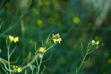 Bir böcek oteli çeşitli malzemelerden kolayca yapılabilir ve böcekleri izlemede çok iyidir.                         