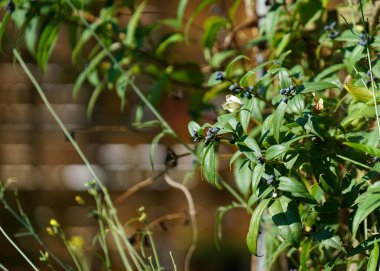 Bir böcek oteli çeşitli malzemelerden kolayca yapılabilir ve böcekleri izlemede çok iyidir.                         