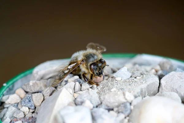 Hôtel Insectes Peut Être Facilement Fabriqué Partir Une Variété Matériaux — Photo