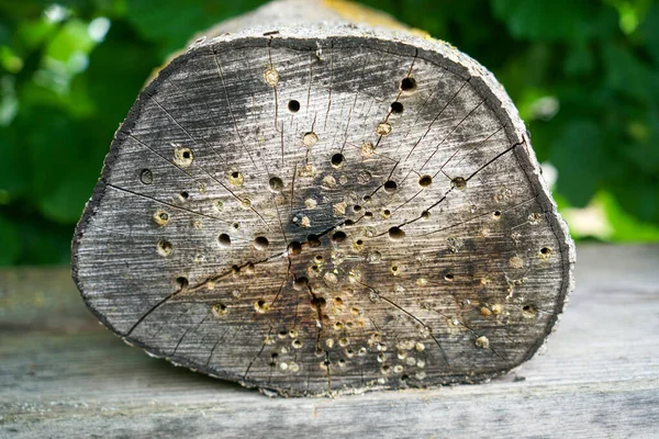 An insect hotel can be easily made from a variety of materials and is very good at watching the insects