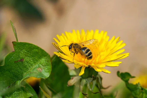 An insect hotel can be easily made from a variety of materials and is very good at watching the insects