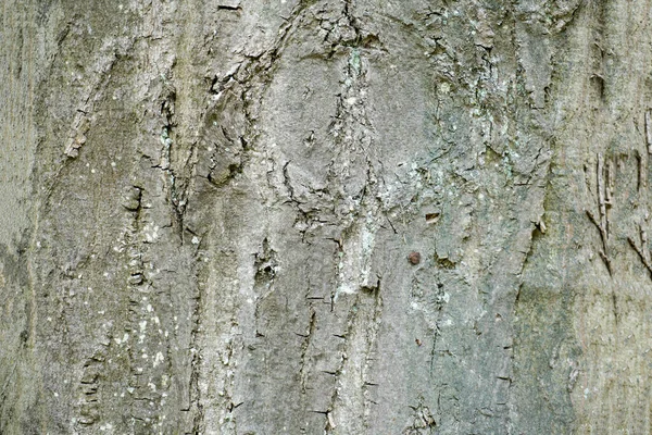 Natürliches Holz Mit Rauer Struktur Freien Bei Tageslicht Fotografiert — Stockfoto