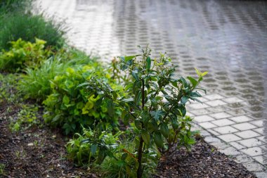 Almanya 'da baharda su damlacıkları ile çekilen yağmur damlaları                       