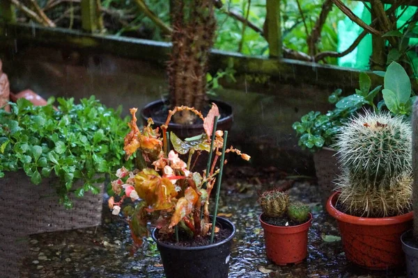 Regen Met Opspattend Water Druppels Gefotografeerd Het Voorjaar Duitsland — Stockfoto