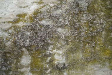 Küflü duvar, gün ışığında yosun fotoğrafıyla kaplanmış.