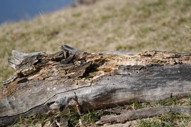 Nem yüzünden çürüyen ve mantarların saldırısına uğrayan ahşap.