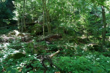 Nem yüzünden çürüyen ve mantarların saldırısına uğrayan ahşap.