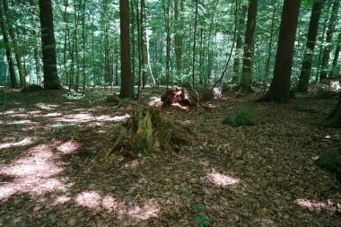 Nem yüzünden çürüyen ve mantarların saldırısına uğrayan ahşap.