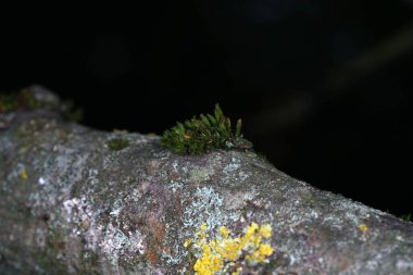 Nem yüzünden çürüyen ve mantarların saldırısına uğrayan ahşap.