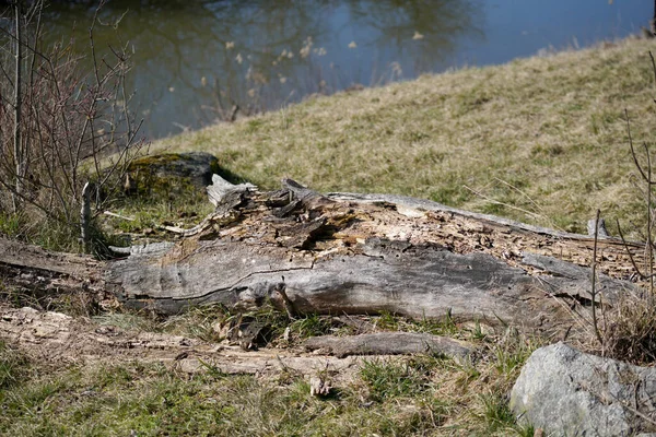 Holz Das Sich Durch Feuchtigkeit Zersetzt Und Von Pilzen Befallen — Stockfoto