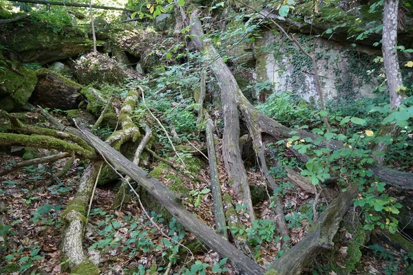 Dřevo Které Rozkládá Důsledku Vlhkosti Napadeno Houbami — Stock fotografie