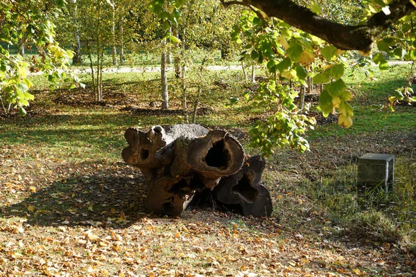 Legno Che Decompone Causa Dell Umidità Attaccato Funghi — Foto Stock