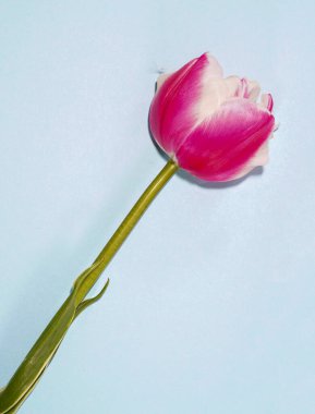 Renkli arkaplanda çiçekler, düz yatak odası, fotokopi alanı, üst manzara, kompozisyon, stüdyoda çekilmiş bahar çiçekleri.                          