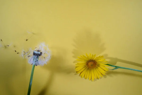 Blommor Rgstark Bakgrund Platt Ggning Kopiera Utrymme Ovanifrã Komposition Fjã — Stockfoto