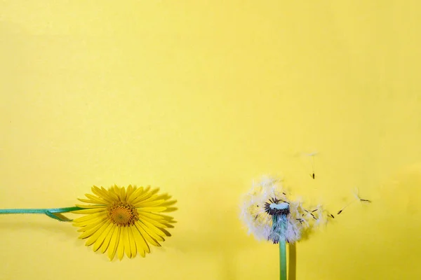 Kwiaty Kolorowym Tle Płaskie Leżaki Przestrzeń Kopiowania Widok Góry Kompozycja — Zdjęcie stockowe