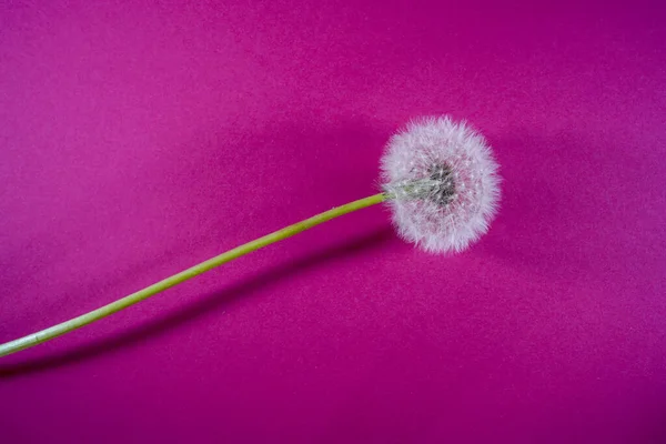 Flores Sobre Fondo Colorido Plano Espacio Copia Vista Superior Composición — Foto de Stock