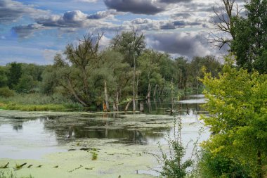    Tuna Nehri ve eski suları Regensburg yakınlarındaki Bavyera 'da fotoğraflanmıştır.                            