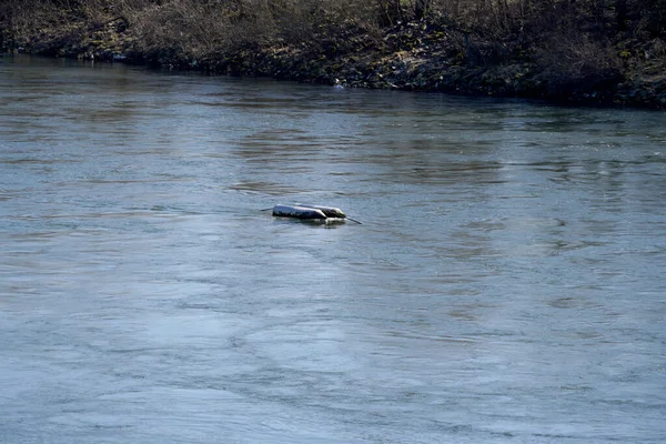 Donau Und Ihre Alten Gewässer Werden Bayern Bei Regensburg Fotografiert — Stockfoto