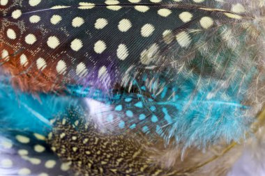 Kuş tüyü, ışık sade arkaplan ile ayrıntılı olarak fotoğraflandı                     