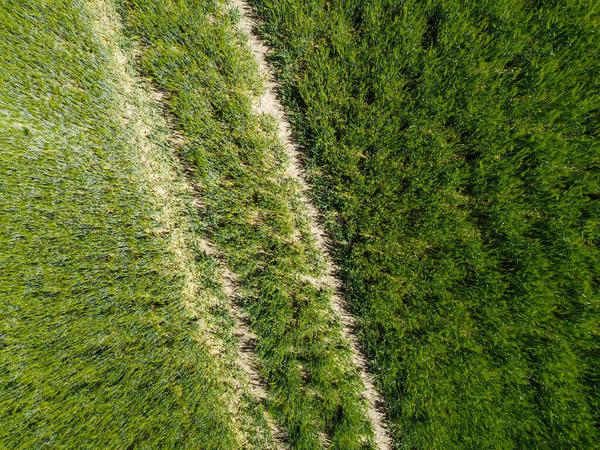 Vue Aérienne Champ Agricole Avec Des Céréales Plantées Printemps Bavière — Photo