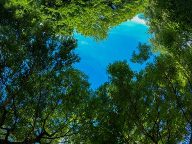Baharda gün ışığında orman ve çayır kameralarıyla süper geniş açılı görüntüler.