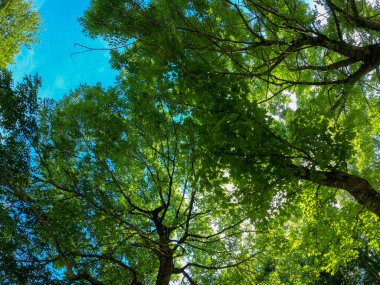 Baharda gün ışığında orman ve çayır kameralarıyla süper geniş açılı görüntüler.