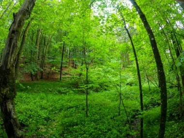 Baharda gün ışığında orman ve çayır kameralarıyla süper geniş açılı görüntüler.