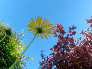 Baharda gün ışığında orman ve çayır kameralarıyla süper geniş açılı görüntüler.