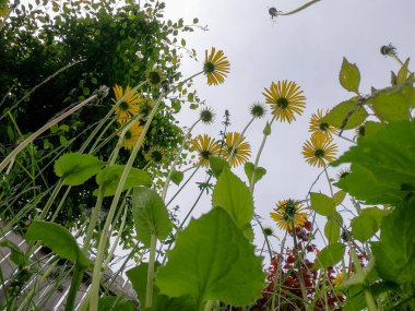 Baharda gün ışığında orman ve çayır kameralarıyla süper geniş açılı görüntüler.