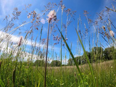 Baharda gün ışığında orman ve çayır kameralarıyla süper geniş açılı görüntüler.