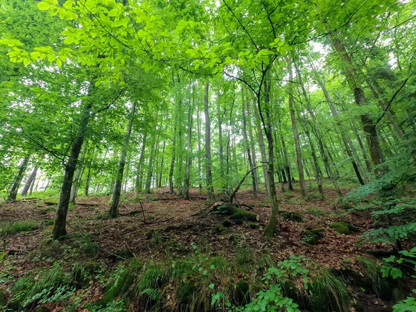 Baharda gün ışığında orman ve çayır kameralarıyla süper geniş açılı görüntüler.