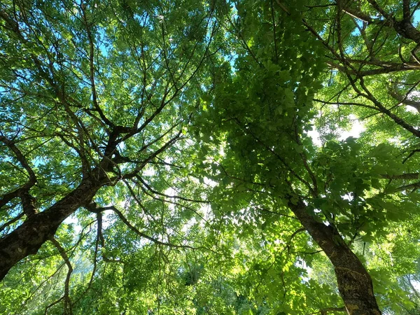 Superbreda Vinkelbilder Med Actionkamera Skog Och Äng Våren Dagsljus — Stockfoto