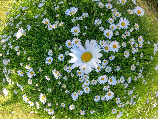 Super Grande Ângulo Tiros Com Ação Cam Floresta Prado Primavera — Fotografia de Stock