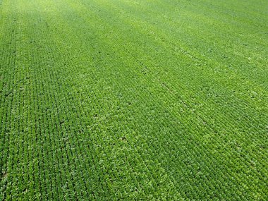 Baharda Bavyera 'da ekilen tahıllı bir tarım arazisinin havadan görünüşü