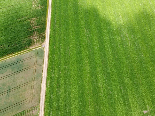 Flygfoto Ett Jordbruksfält Med Spannmål Planterad Våren Bayern — Stockfoto