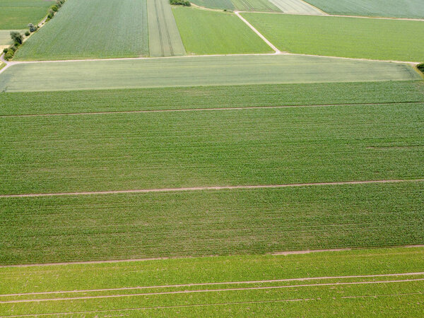 Aerial view of an agricultural field with grain planted in spring in Bavaria