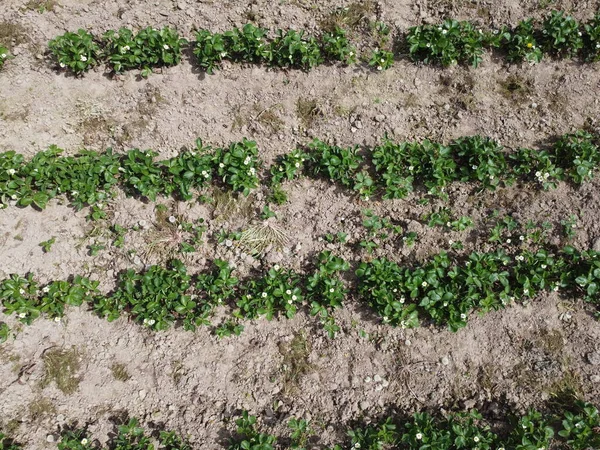 Flygfoto Ett Jordbruksfält Med Spannmål Planterad Våren Bayern — Stockfoto