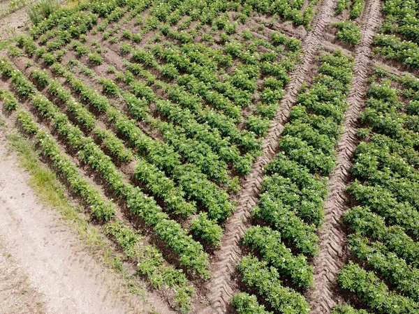 Vue Aérienne Champ Agricole Avec Des Céréales Plantées Printemps Bavière — Photo