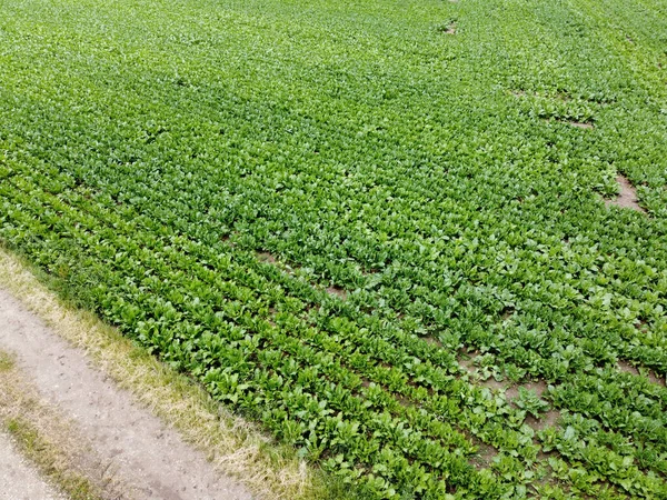 Vue Aérienne Champ Agricole Avec Des Céréales Plantées Printemps Bavière — Photo