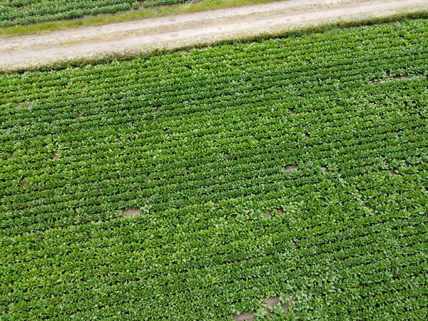 Vue Aérienne Champ Agricole Avec Des Céréales Plantées Printemps Bavière — Photo