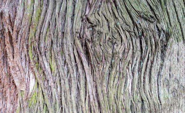 Drewno Drobnej Rustykalnej Strukturze Jako Tło Fotografowane Świetle Dziennym — Zdjęcie stockowe