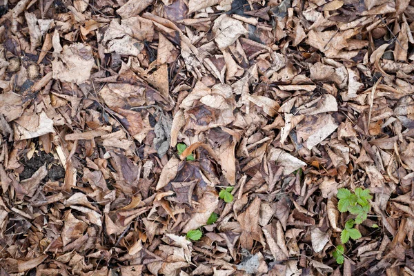 Legno Con Una Bella Struttura Rustica Come Sfondo Fotografato Alla — Foto Stock